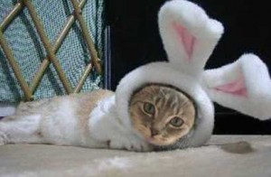 Gato_por_liebre